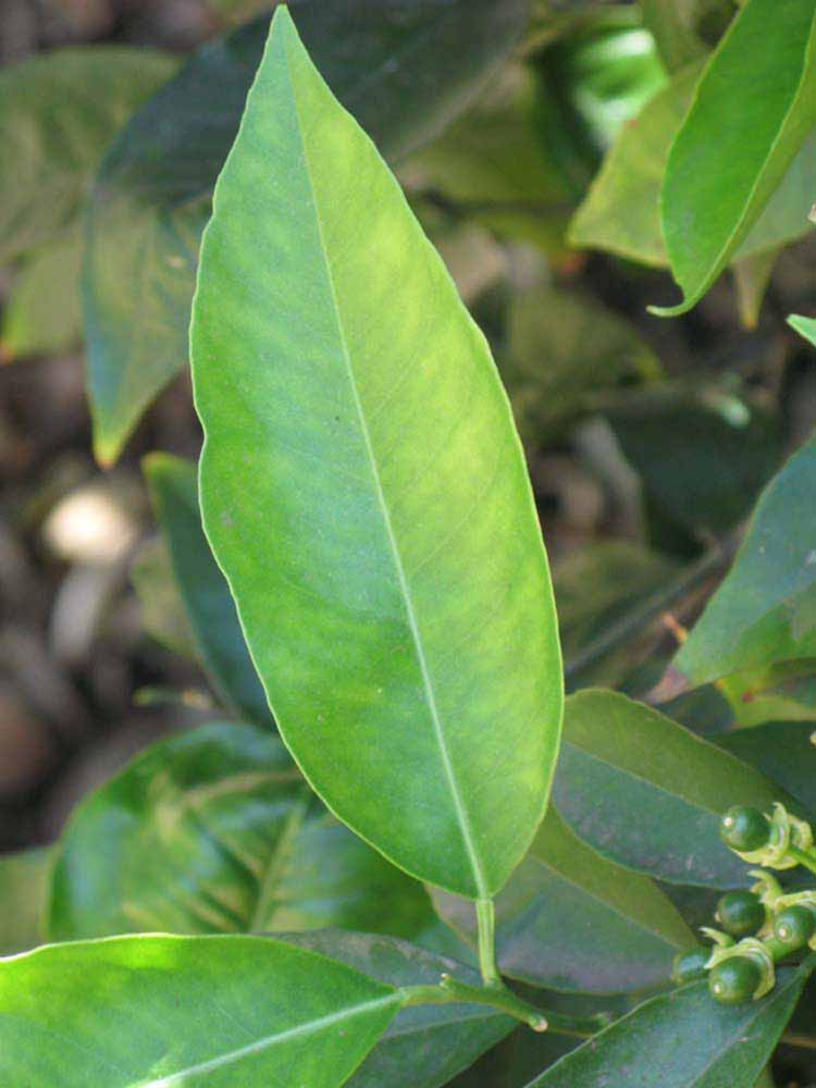              Unifoliolate leaf (Riverside, CA)       